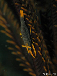 Nicely cloloured feather star shrimp.  Canon G10 plus Ino... by John Hill 